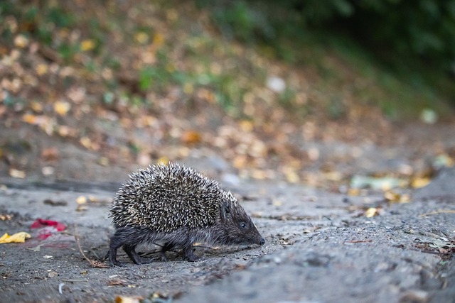 能够与哈登 能够与哈登