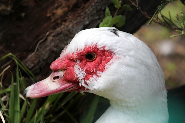 对手诺丁汉 对手诺丁汉